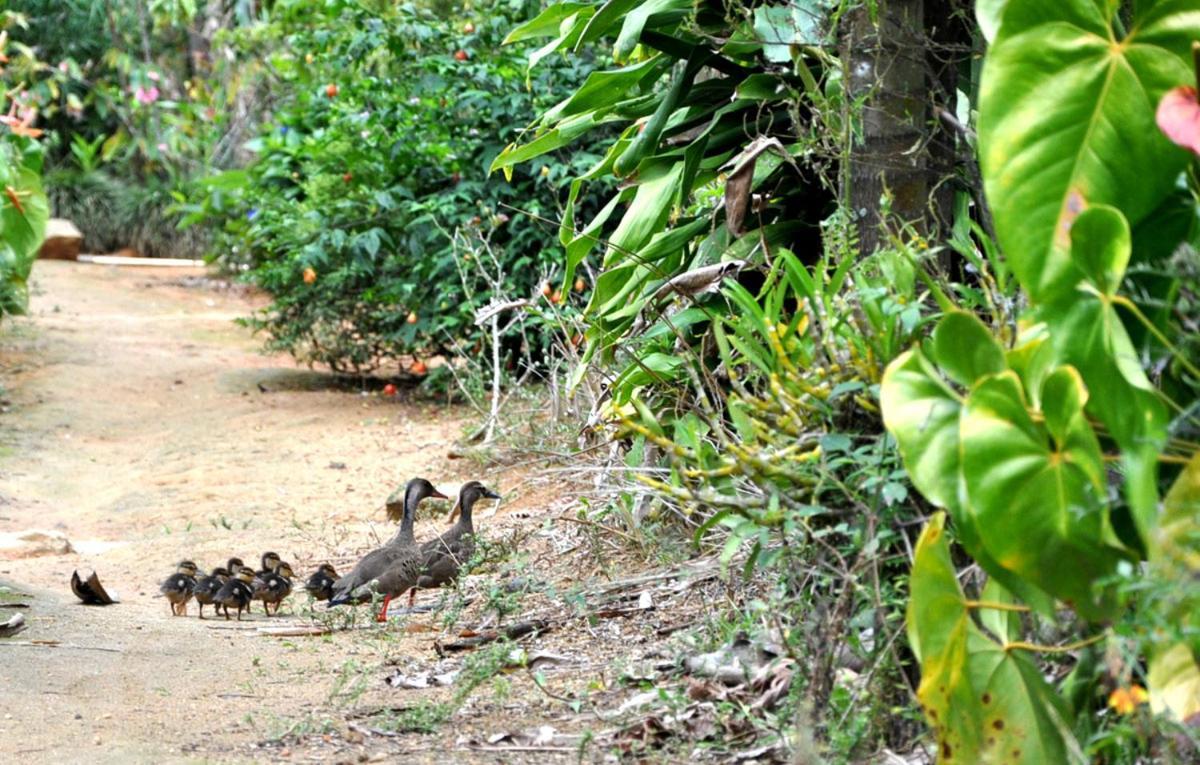 Pousada Recanto Primata Marechal Floriano Bagian luar foto